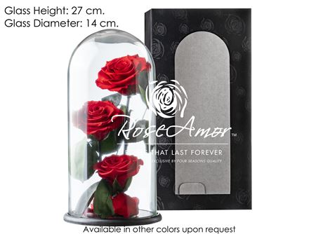 Rosa Pres. Dome Valentina Red