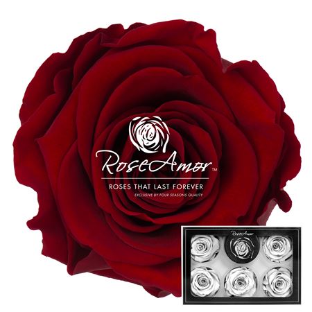Rosa Pres. Red01