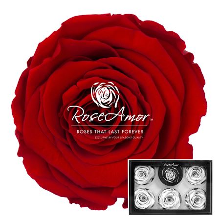 Rosa Pres. Red02
