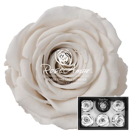 Rosa Pres. Whi04