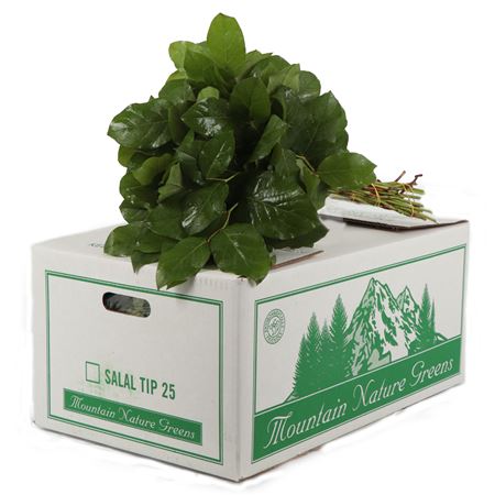 Salal Tips (new Crop)