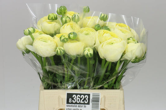 Ranunculus Aazur Bourbon Vanille Ex
