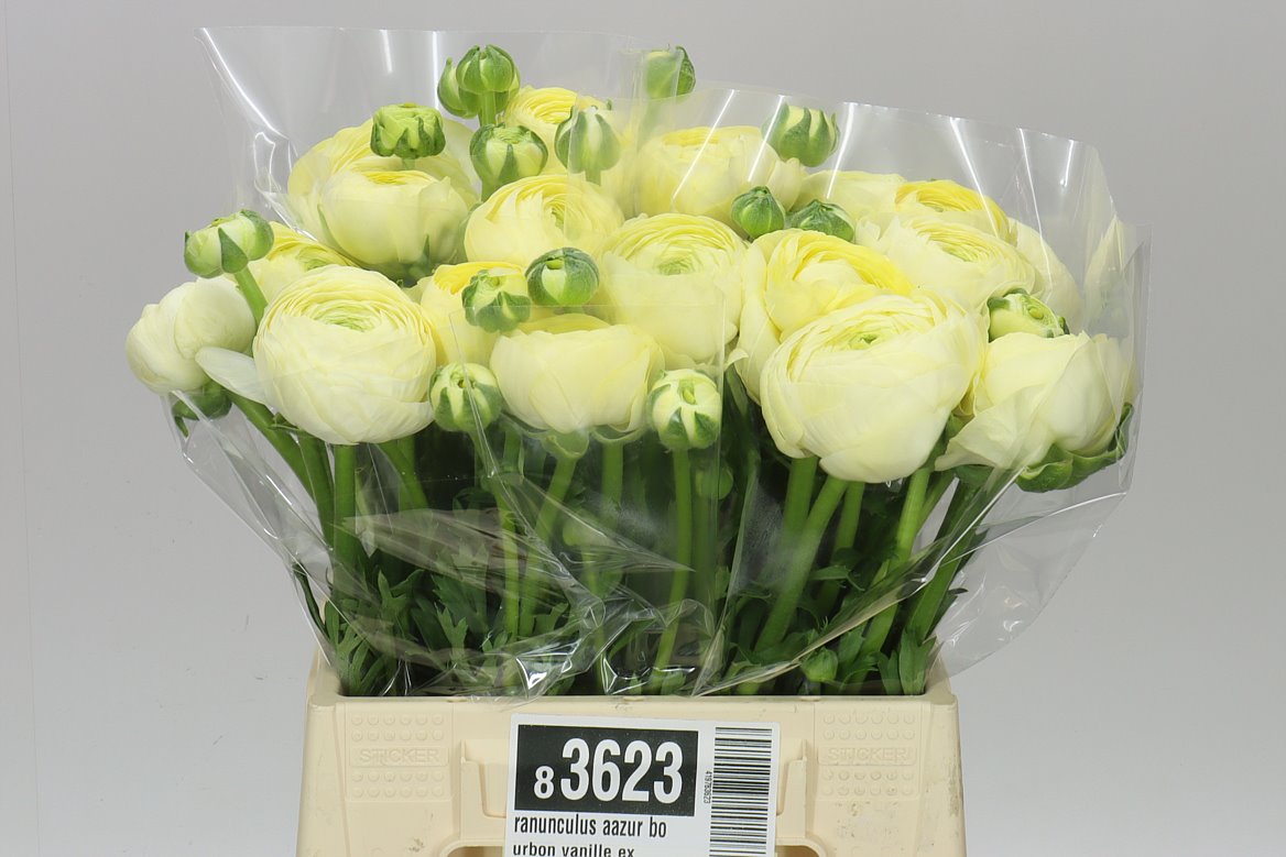 Ranunculus Aazur Bourbon Vanille Ex