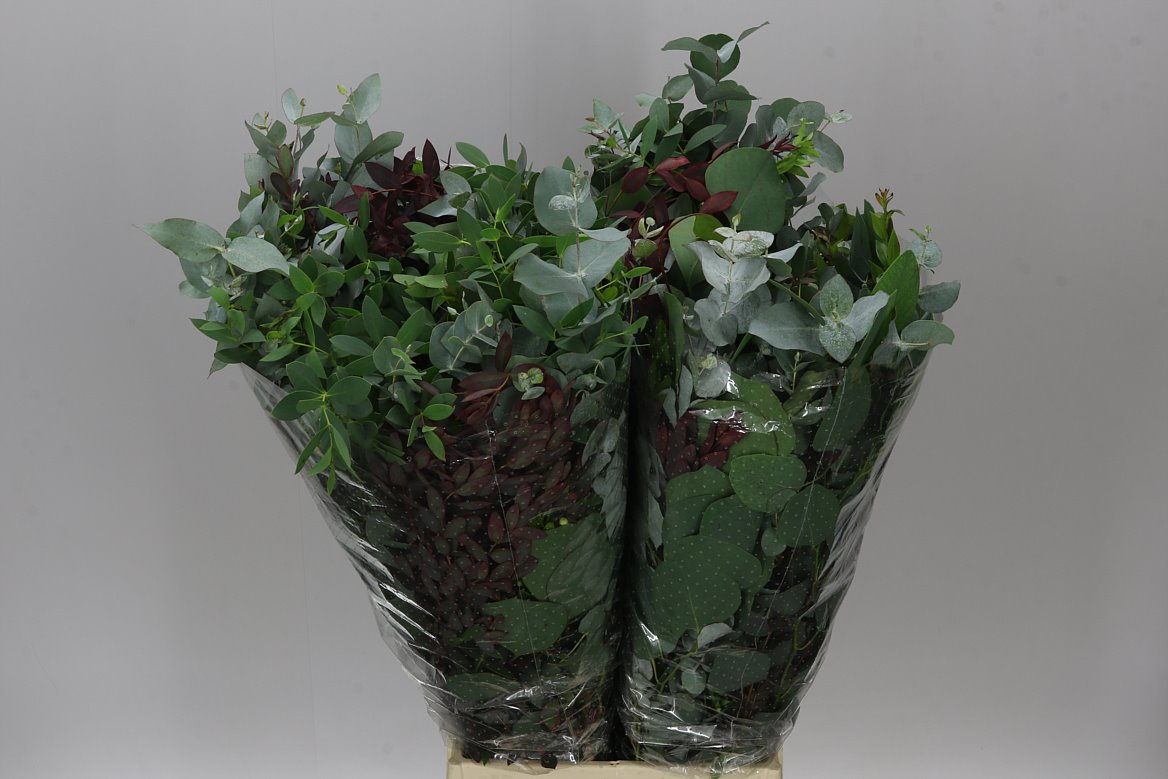 Eucalyptus Mix