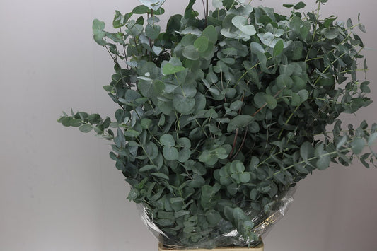 Cinerea Long 100cm