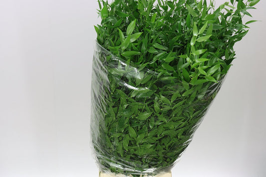 Ruscus Soft Medium
