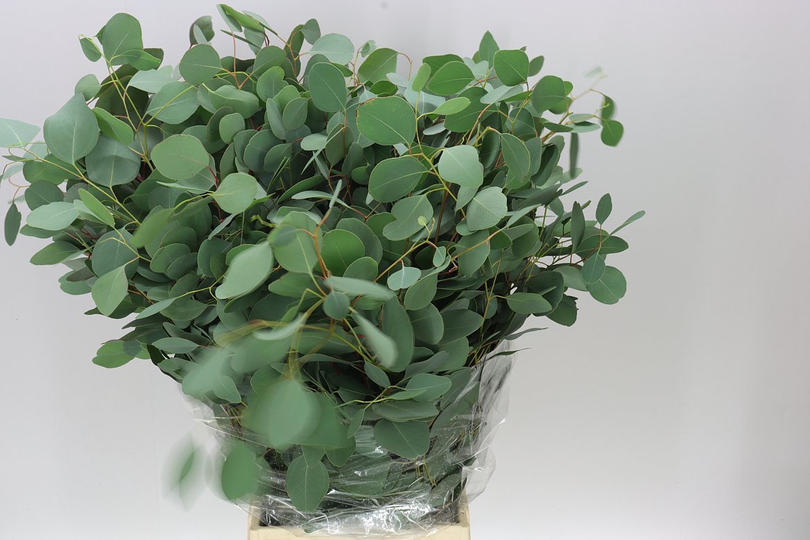 Populus Leaf