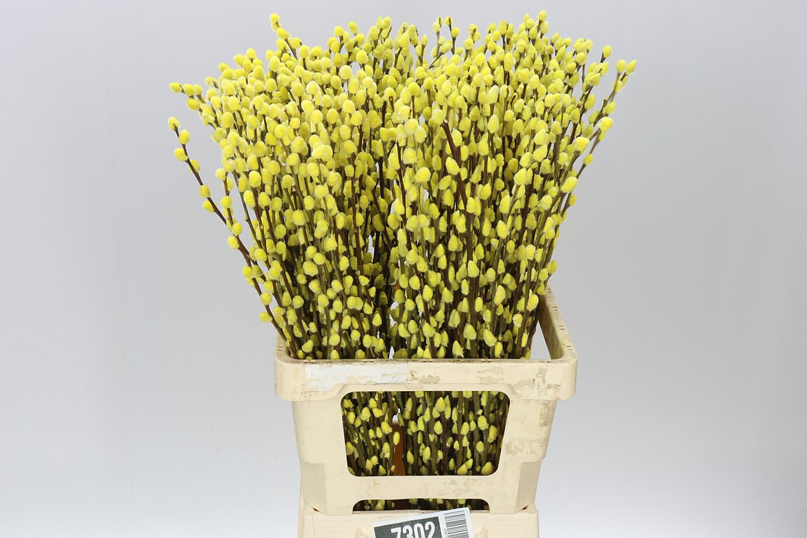 Pussy Willow Yellow