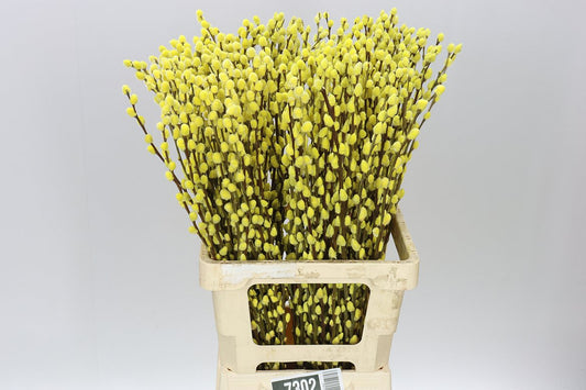 Pussy Willow Yellow