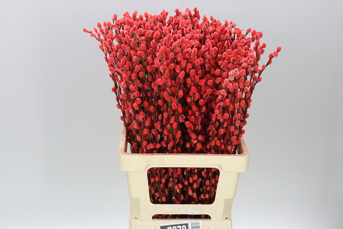 Pussy Willow Red