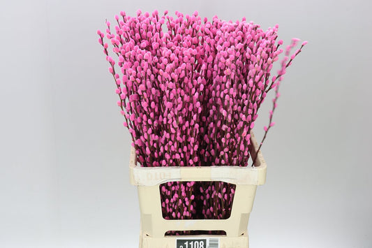 Pussy Willow Pink