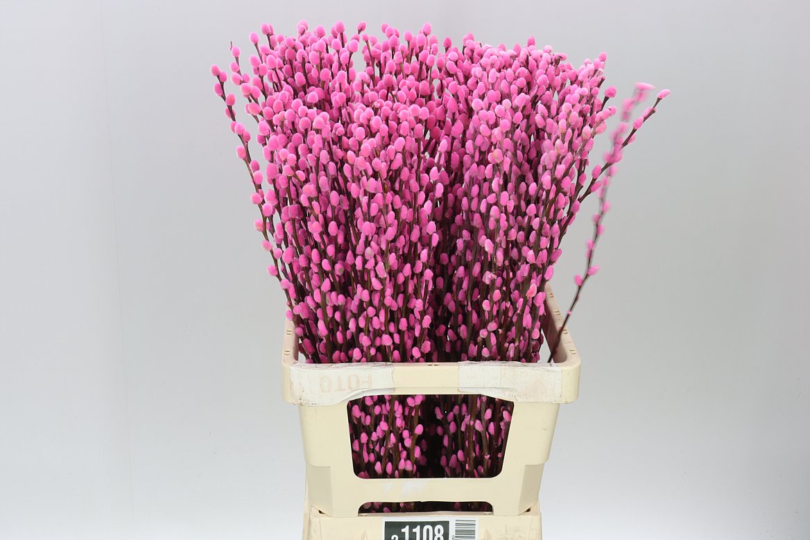 Pussy Willow Pink