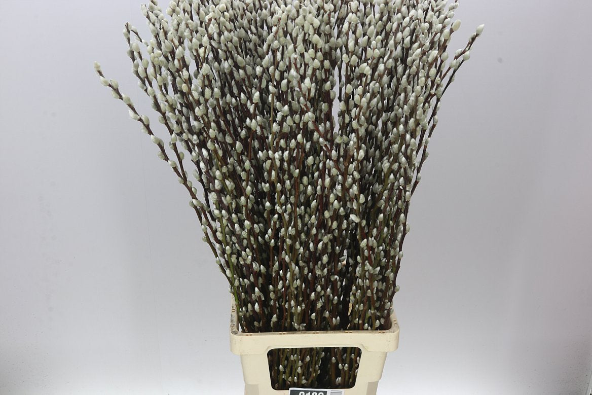 Pussy Willow