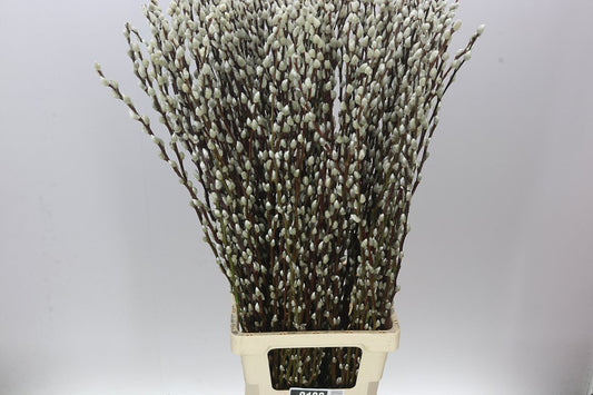 Pussy Willow