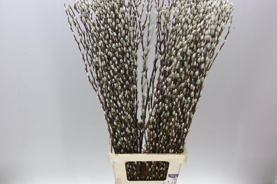 Pussy Willow