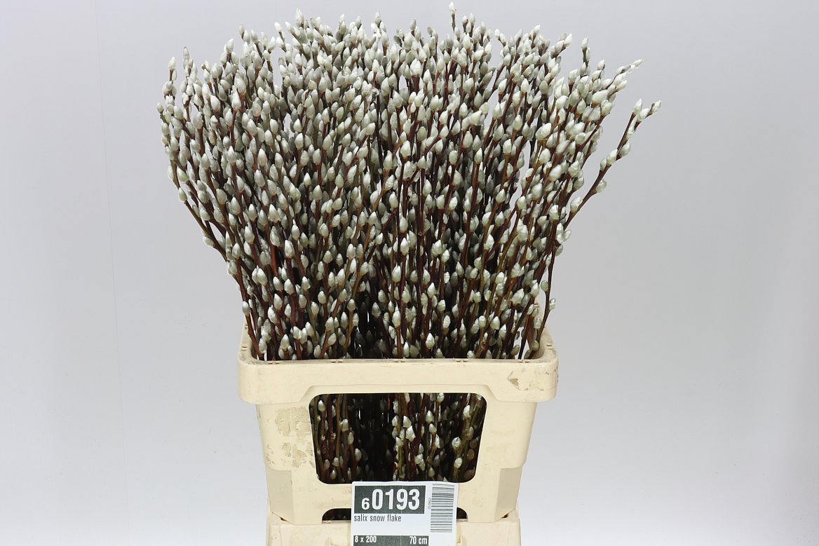 Pussy Willow