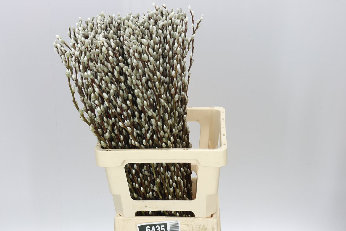 Pussy Willow