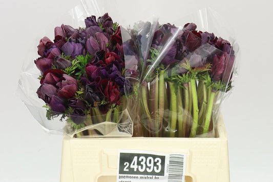 Anemonen Mistral Bordeaux
