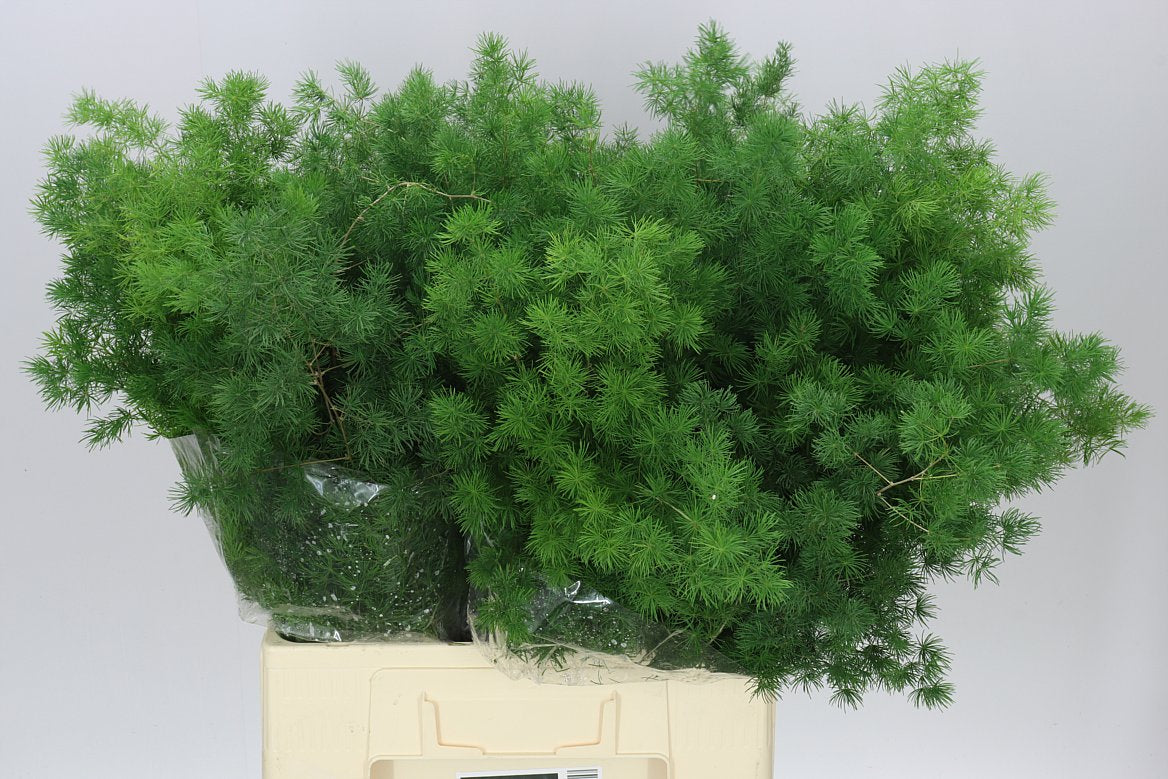 Asparagus Mingfern