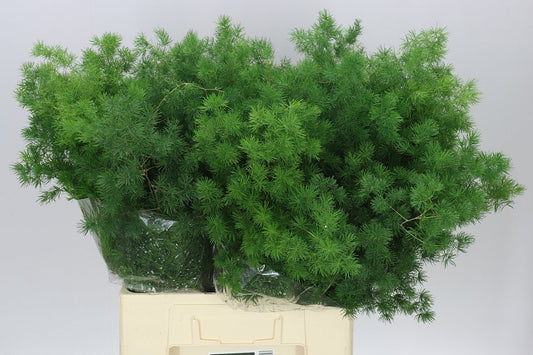 Asparagus Mingfern