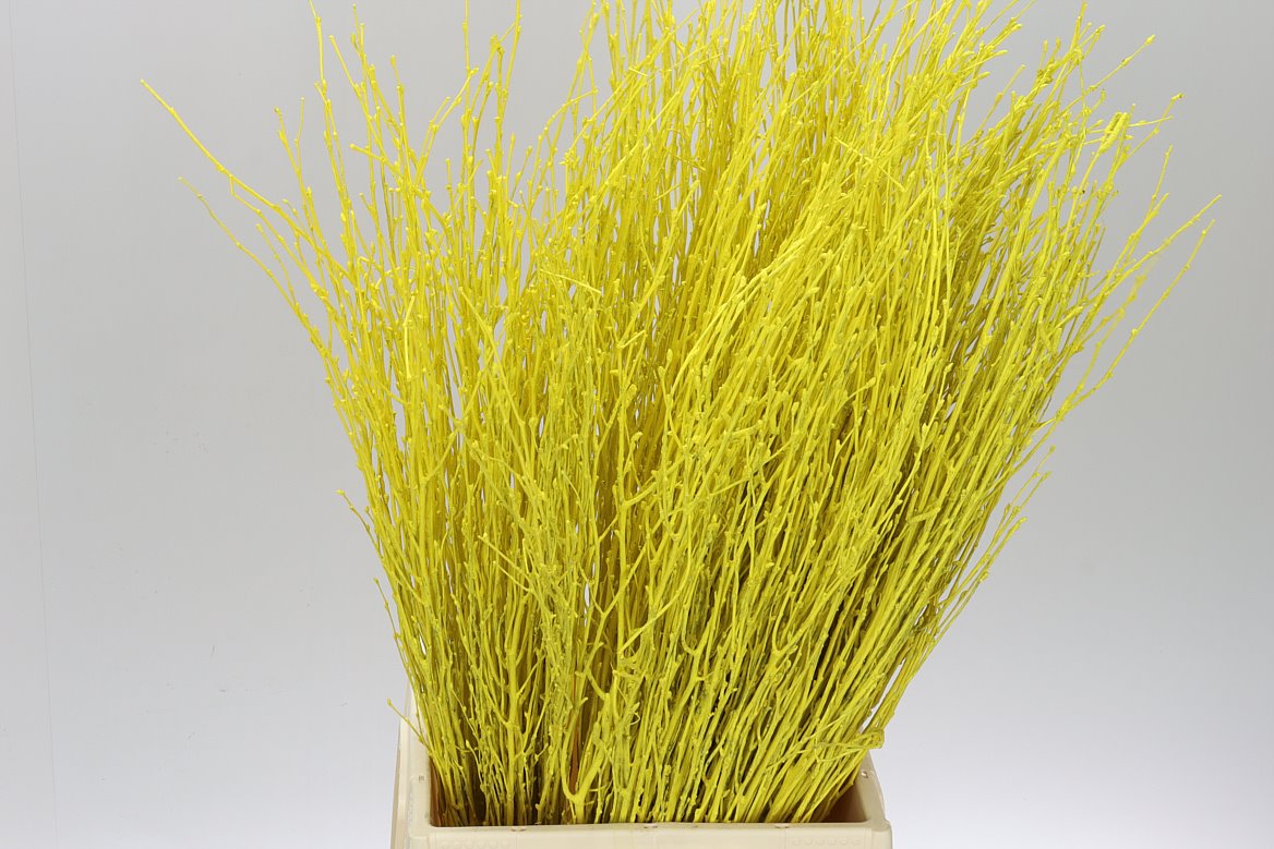 Birch Yellow
