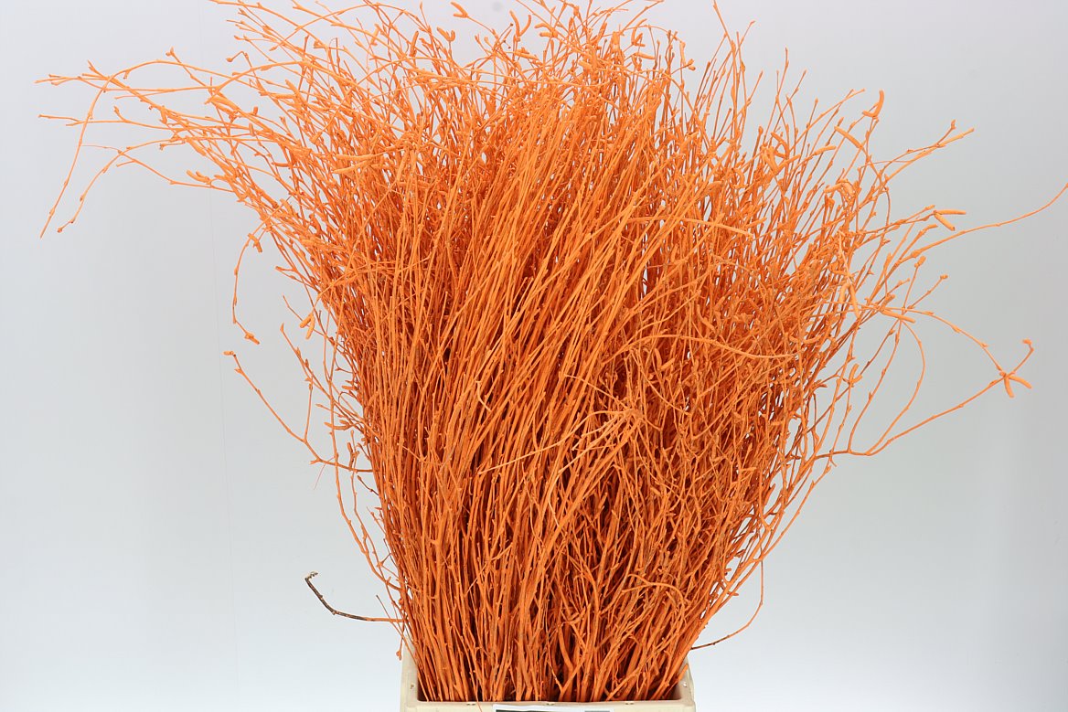 Birch Orange