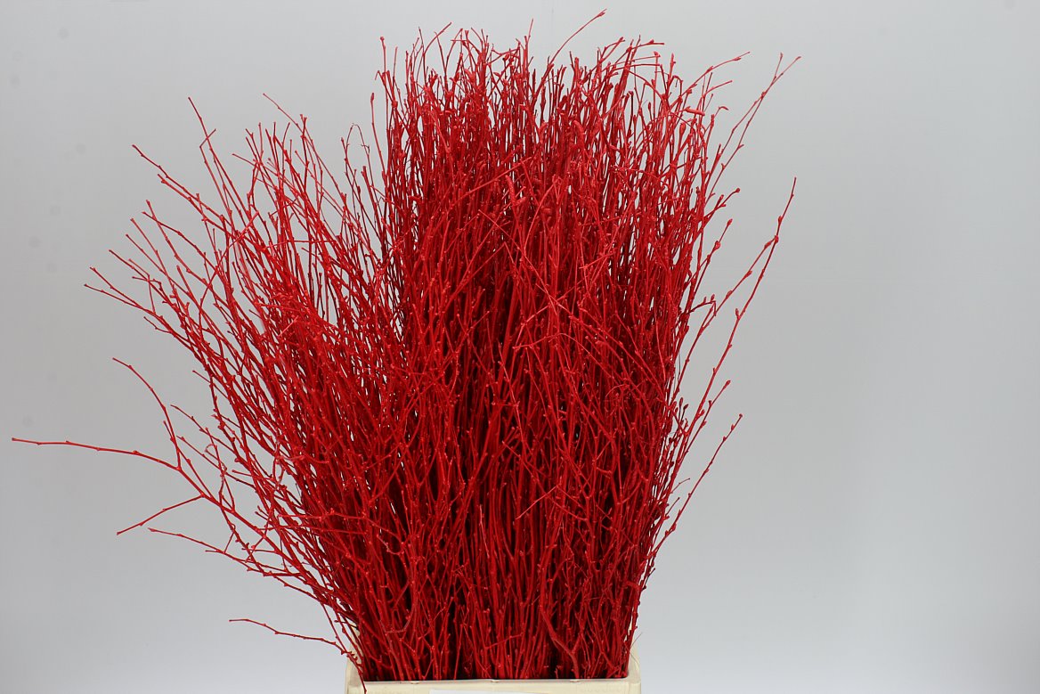 Birch Red