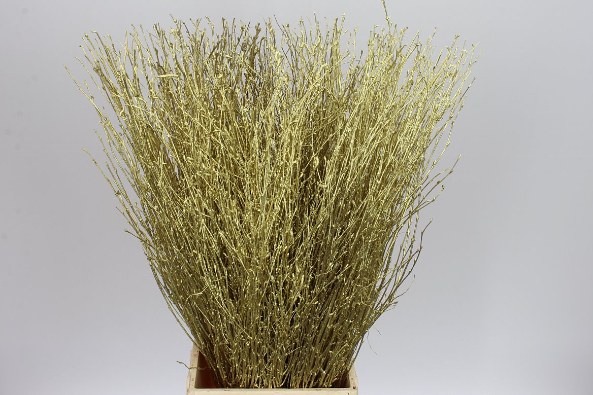 Birch Gold