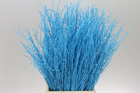 Birch Light Blue