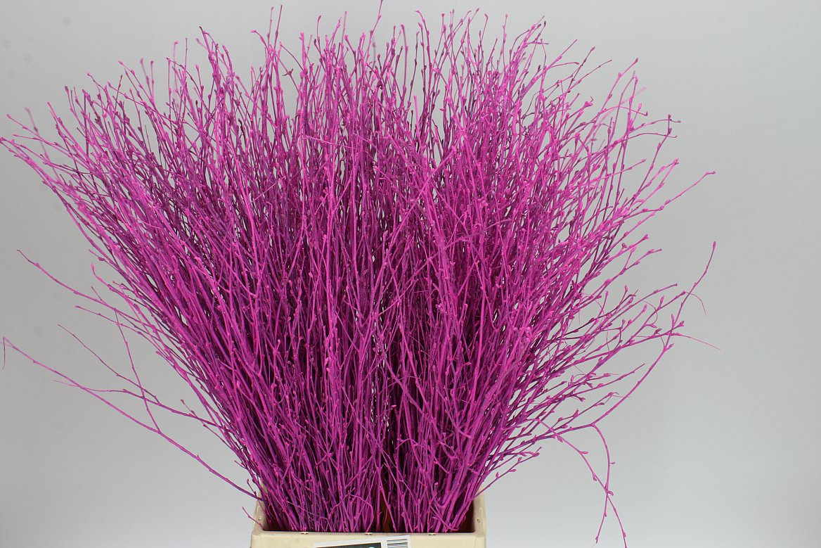 Birch Cerise