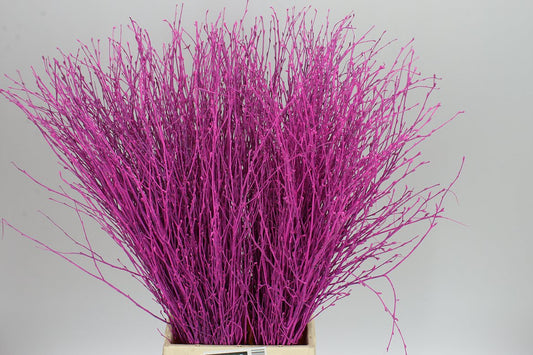 Birch Cerise