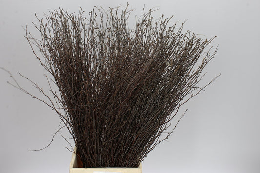 Birch Natural