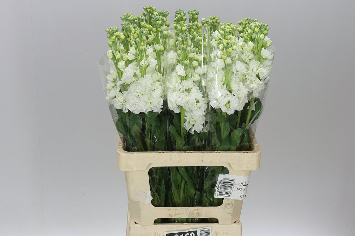 Matthiola White It. Imp
