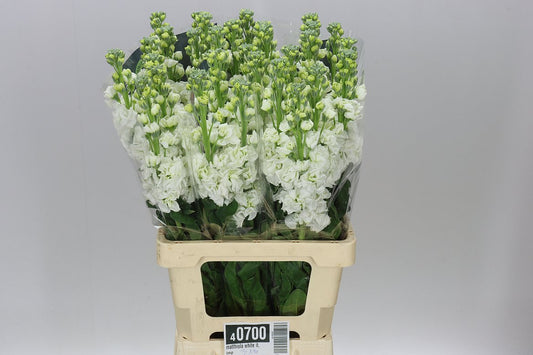 Matthiola White It. Imp