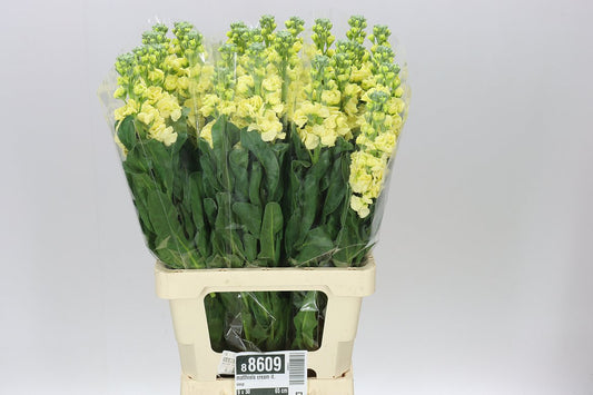 Matthiola Cream It. Imp