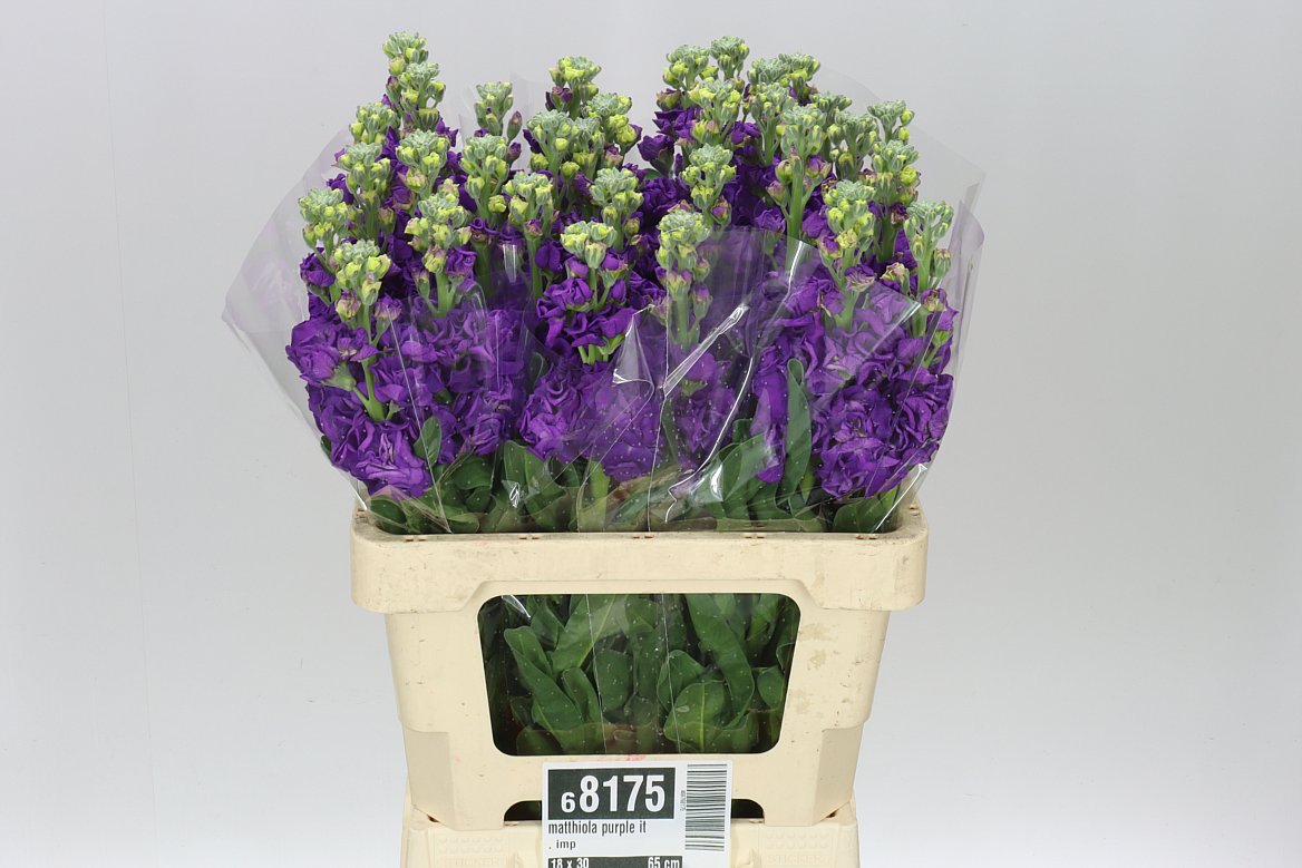 Matthiola Purple It. Imp