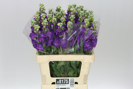 Matthiola Purple It. Imp