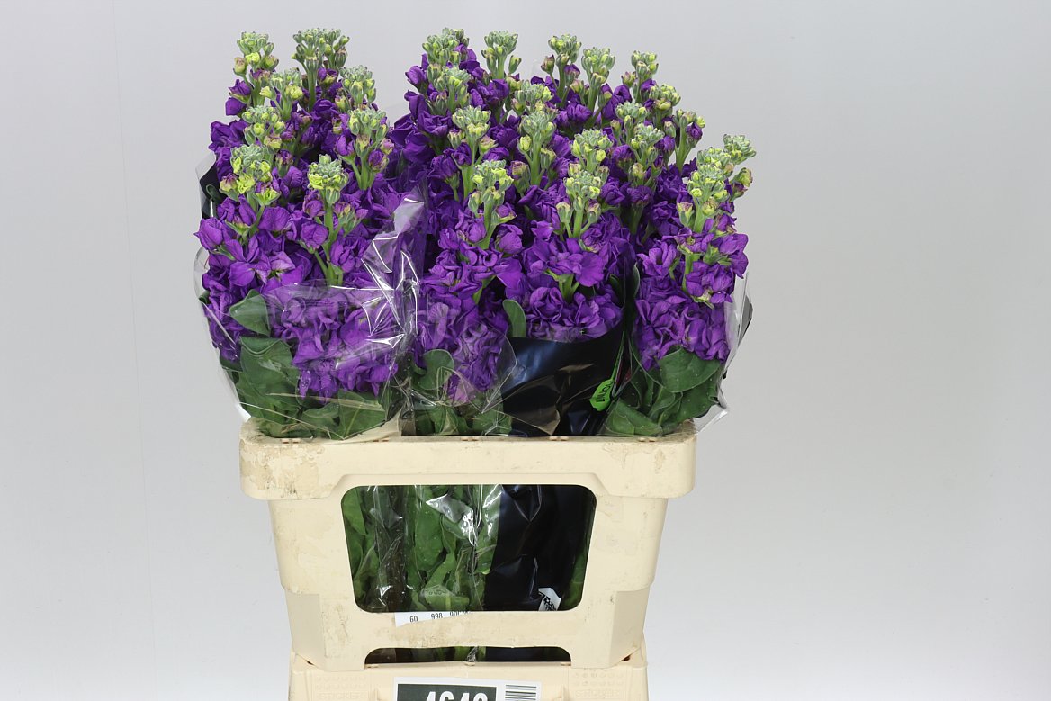 Matthiola Purple It. Imp