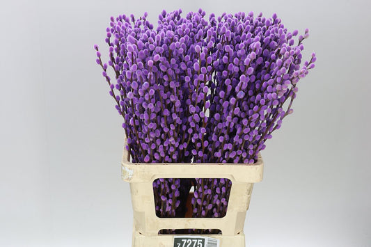 Pussy Willow Milka