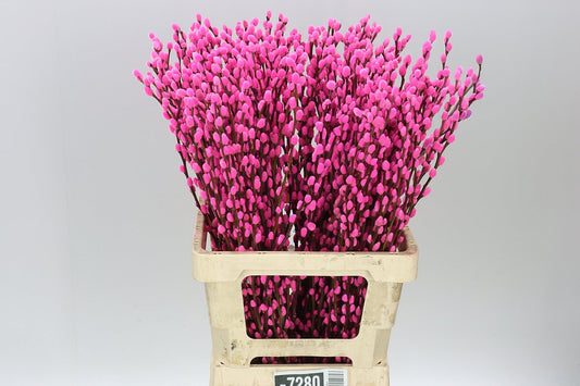 Pussy Willow Cerise