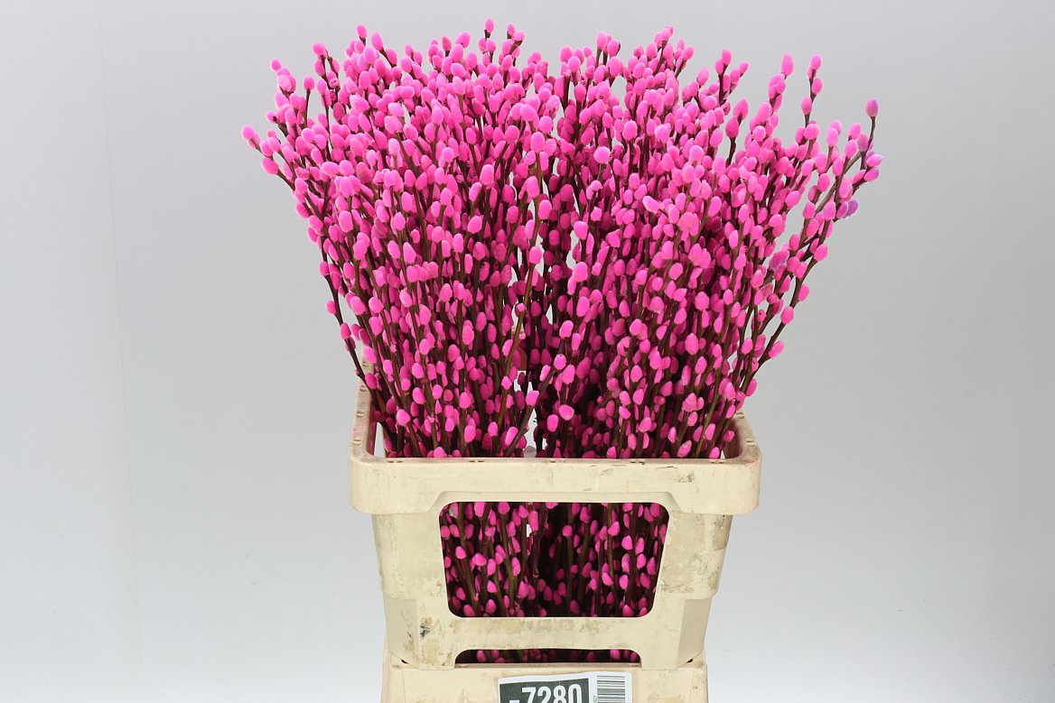 Pussy Willow Cerise
