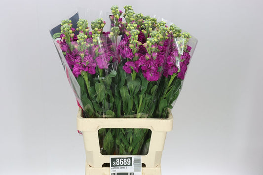 Matthiola Cerise It. Imp