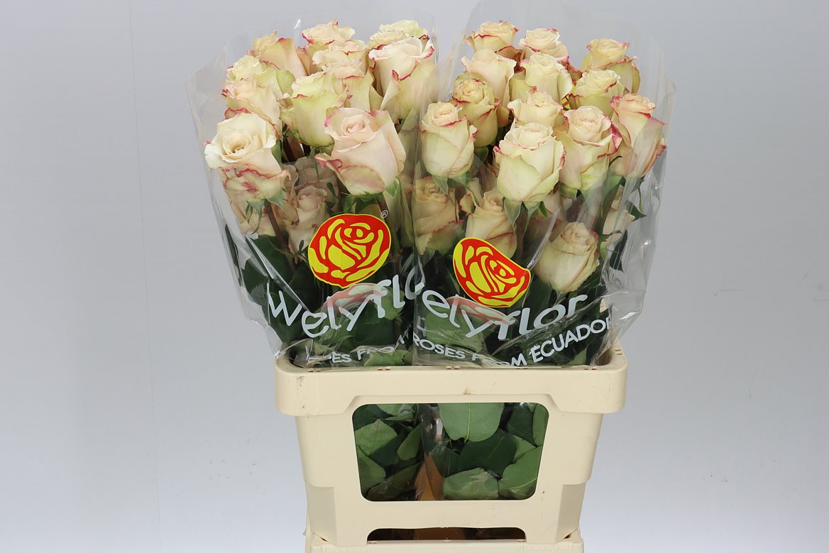 Rosa Gr Ec Quick Sand