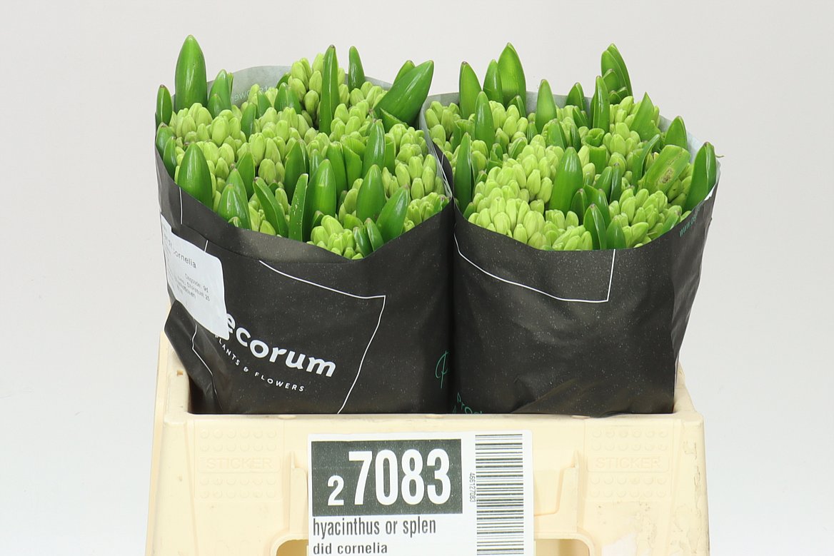 Hyacinthus Lilac