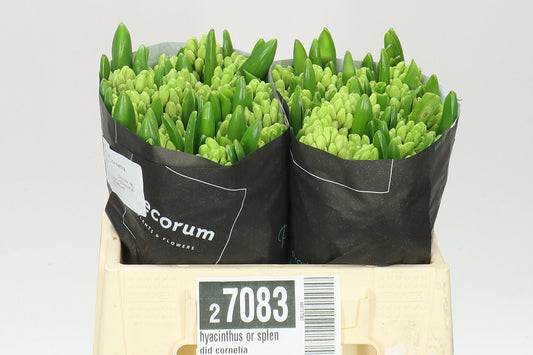 Hyacinthus Lilac