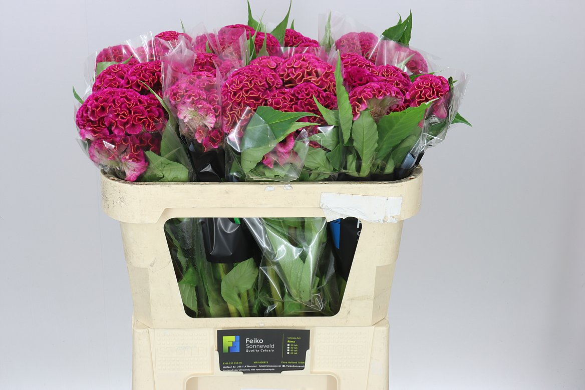 Celosia Rima