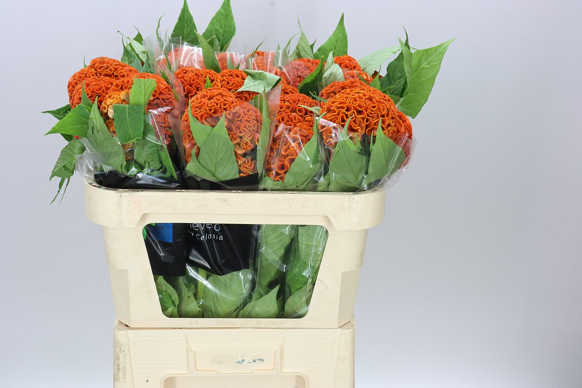 Celosia Zara