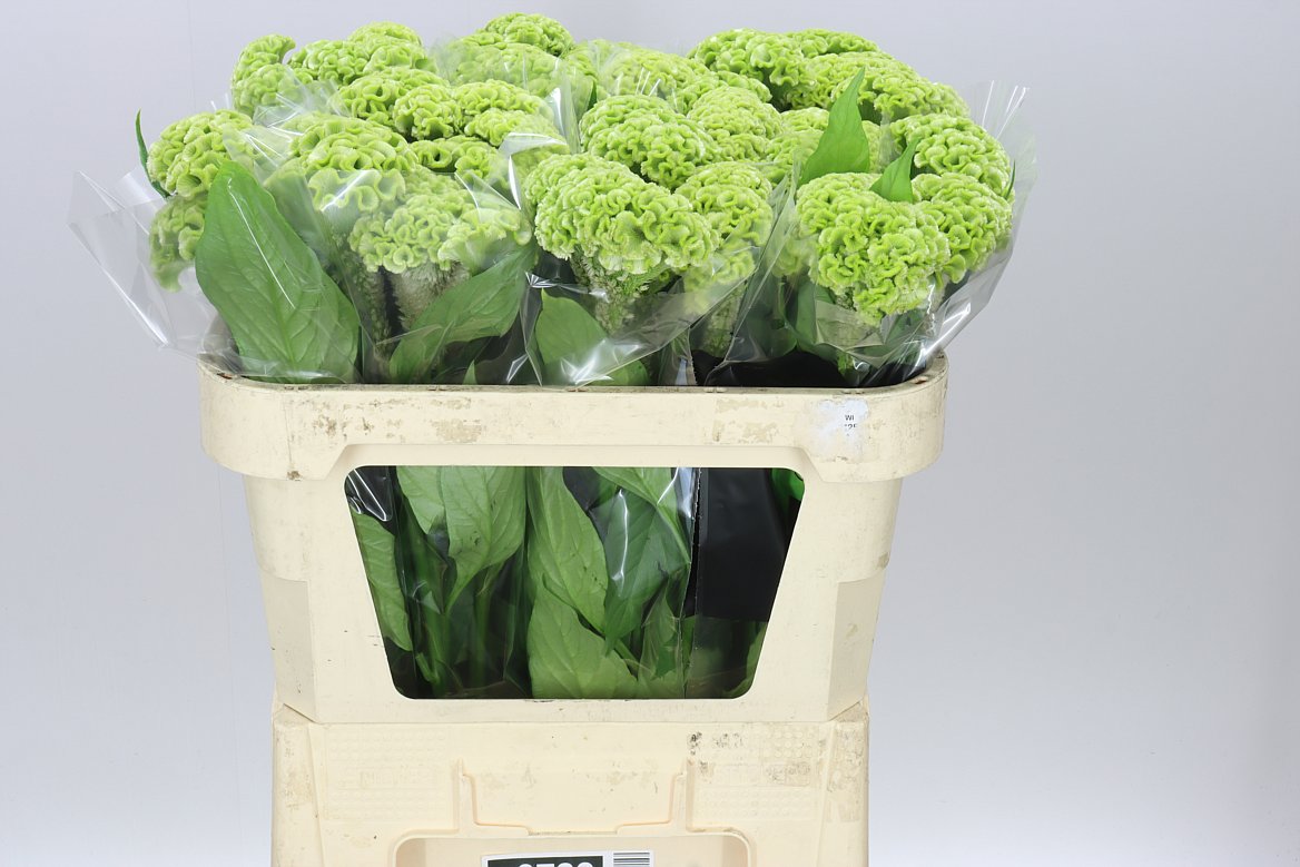 Celosia Verda