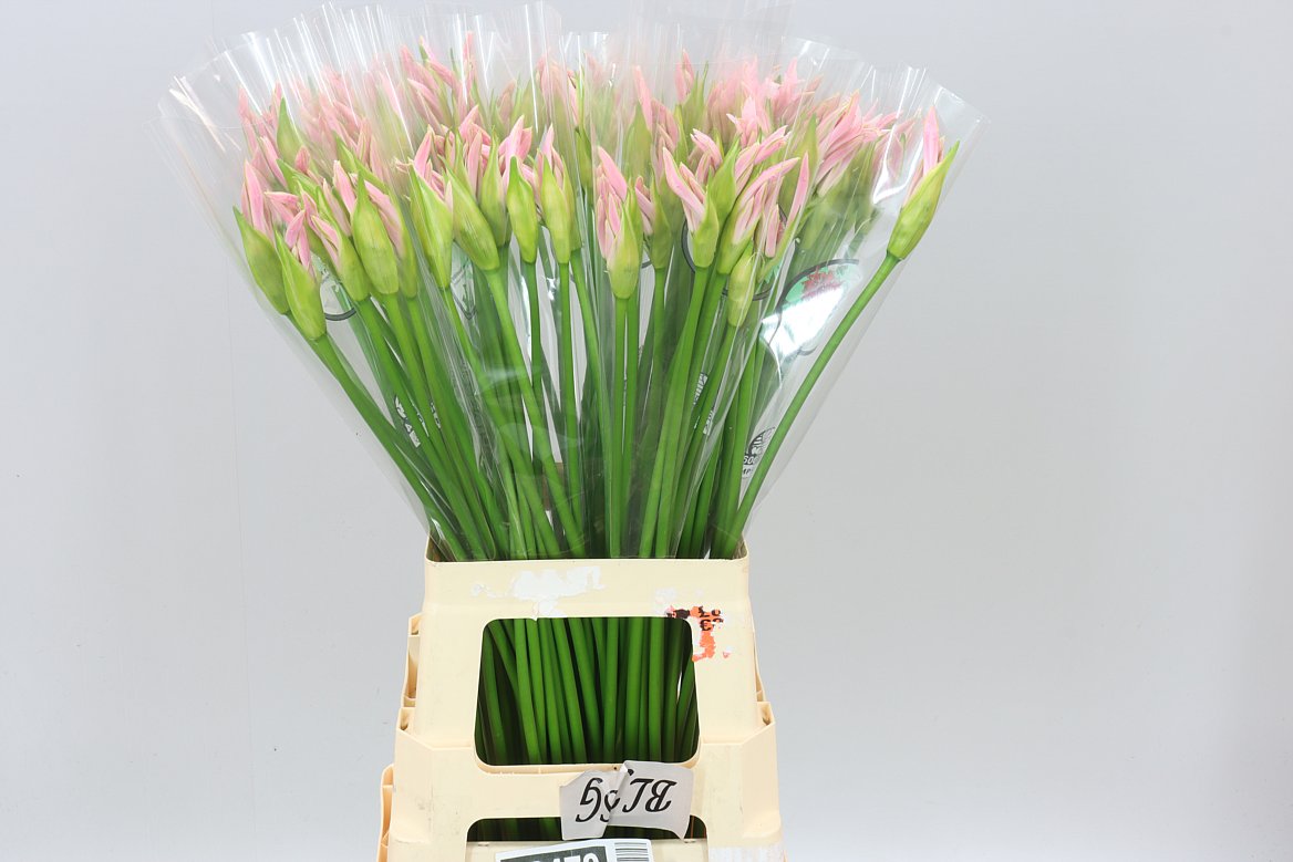 Nerine Bo Sofie