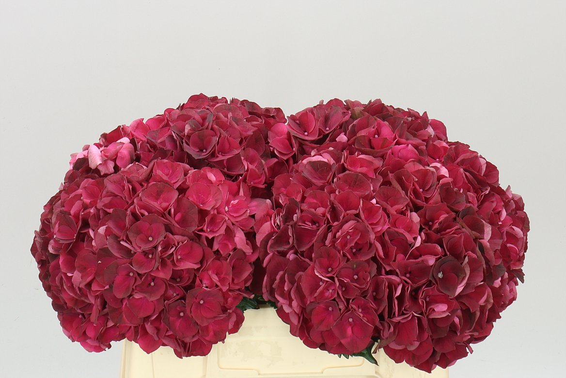 Hyd Dark Ruby